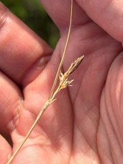 Carex globosa, photograph (c) klicklo, some rights reserved (CC BY)