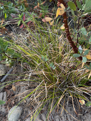 Carex globosa, photograph (c) klicklo, some rights reserved (CC BY)