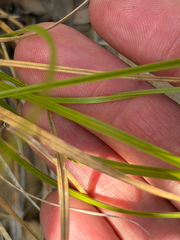 Carex globosa, photograph (c) klicklo, some rights reserved (CC BY)