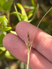 Carex globosa, photograph (c) klicklo, some rights reserved (CC BY)