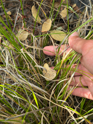 Carex globosa, photograph 3