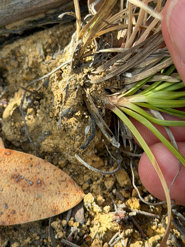Carex globosa, photograph 5
