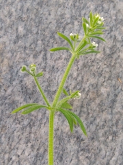 Galium aparine