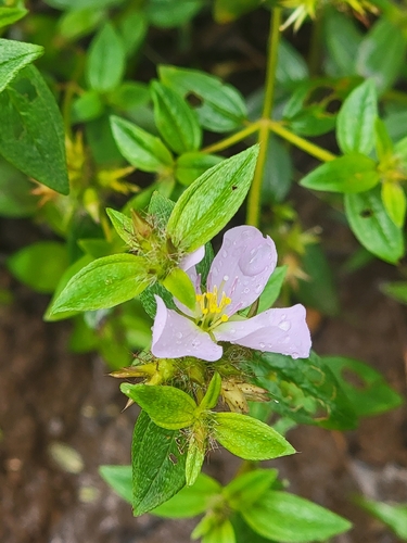 Pterolepis glomerata observed 2026-07-05
