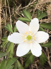 Anemonoides nemorosa