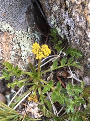 Cymopterus hallii