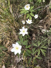 Anemonoides nemorosa