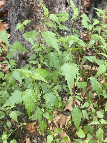 Ageratina glechonophylla, photograph 5