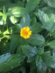 Sphagneticola calendulacea