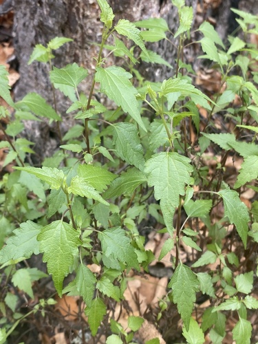 Ageratina glechonophylla, photograph 6