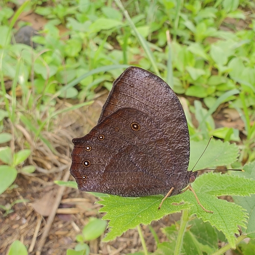 Dark Evening Brown
