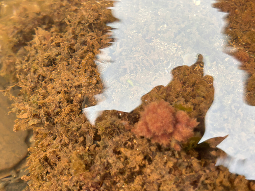 Asparagopsis taxiformis observed 2026-06-04