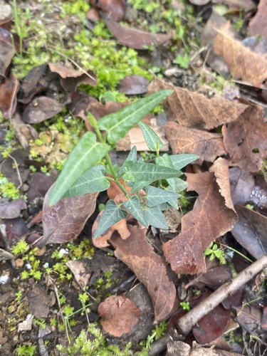 Tweedia birostrata, photograph 5