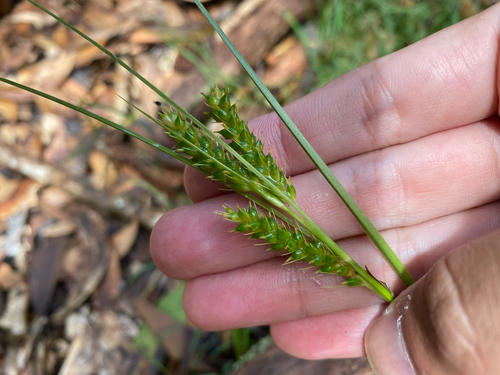 Carex wahuensis observed 2026-07-05