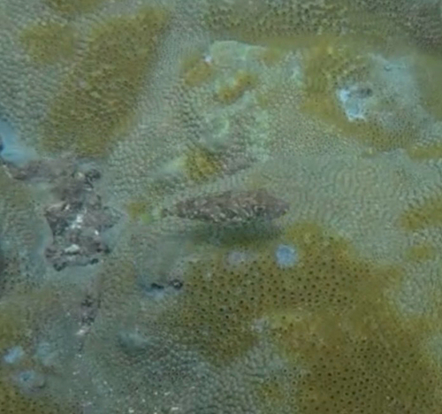 Guinean Puffer