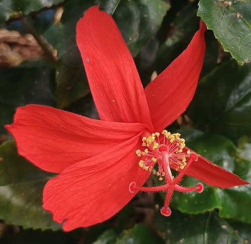 Hibiscus kokio observed 2026-07-05