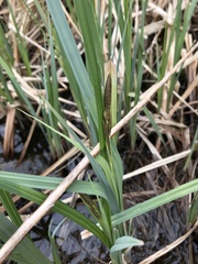 Carex lacustris