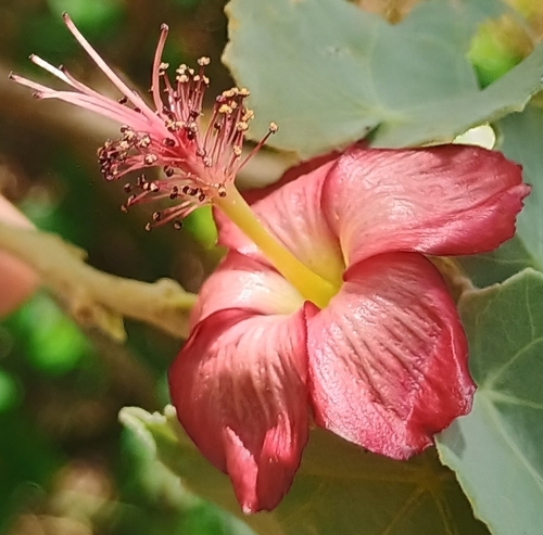 Abutilon menziesii observed 2026-07-05