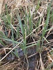 Carex lacustris