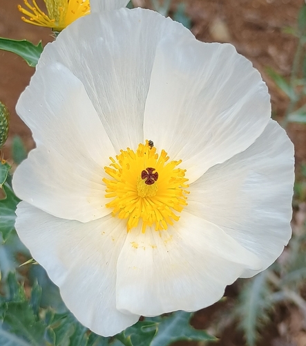 Argemone glauca observed 2026-07-05