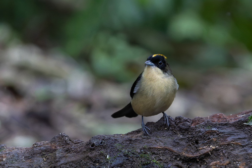 Black-goggled Tanager