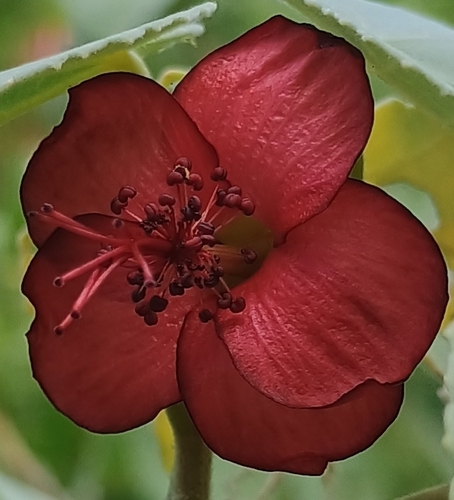 Abutilon menziesii observed 2026-07-05
