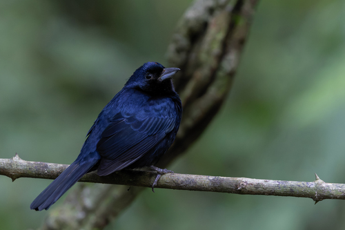 Ruby-crowned Tanager
