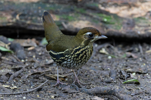 Short-tailed Antthrush
