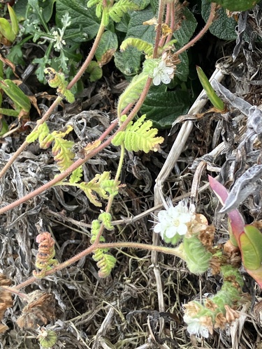 Phacelia distans observed 2026-07-03