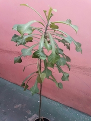 Plumeria pudica