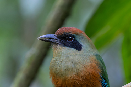 Rufous-capped Motmot