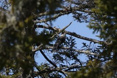 Perisoreus canadensis image