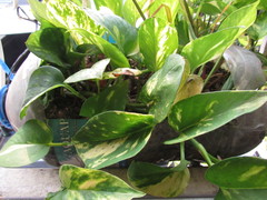 Epipremnum aureum