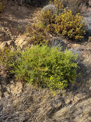 Deinandra minthornii, photograph 6