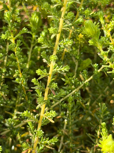 Deinandra minthornii, photograph 5