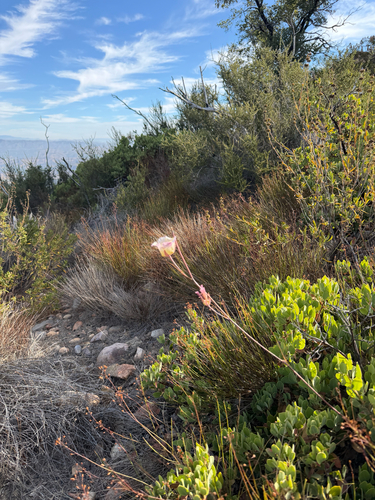 Calochortus plummerae, photograph 6