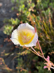 (c) klicklo, some rights reserved (CC BY) Calochortus plummerae, photograph (c) klicklo, some rights reserved (CC BY)