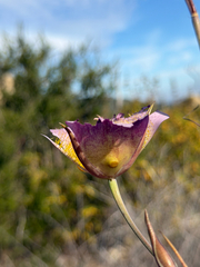 (c) klicklo, some rights reserved (CC BY) Calochortus plummerae, photograph (c) klicklo, some rights reserved (CC BY)