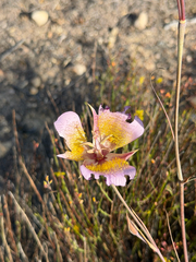 Calochortus plummerae