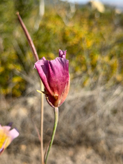 (c) klicklo, some rights reserved (CC BY) Calochortus plummerae, photograph (c) klicklo, some rights reserved (CC BY)