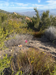 (c) klicklo, some rights reserved (CC BY) Calochortus plummerae, photograph (c) klicklo, some rights reserved (CC BY)