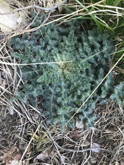 Cirsium vulgare