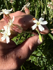 Silene douglasii, photograph (c) Noah How, some rights reserved (CC BY)