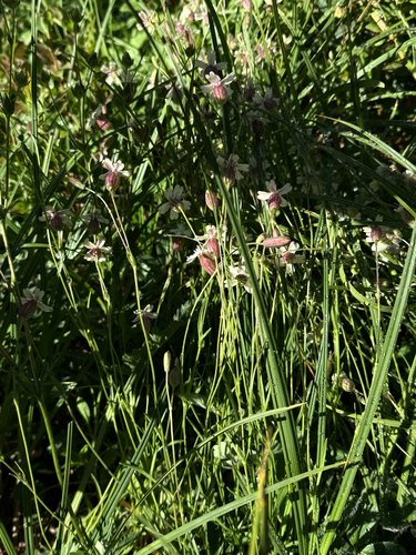 Silene douglasii, photograph 5