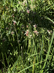 Silene douglasii, photograph (c) Noah How, some rights reserved (CC BY)