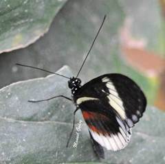 Heliconius cydno alithea