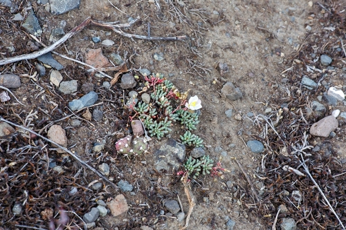 Phemeranthus sediformis