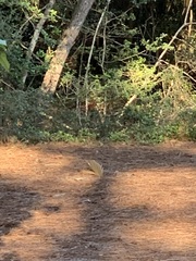 Cardinalis cardinalis