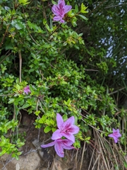 Rhododendron noriakianum