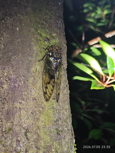 Crassopsaltria giovannae